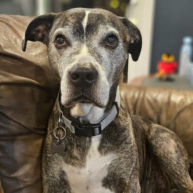 Sir Nigel, a distinguished brindle pit bull mix lounging on a leather couch